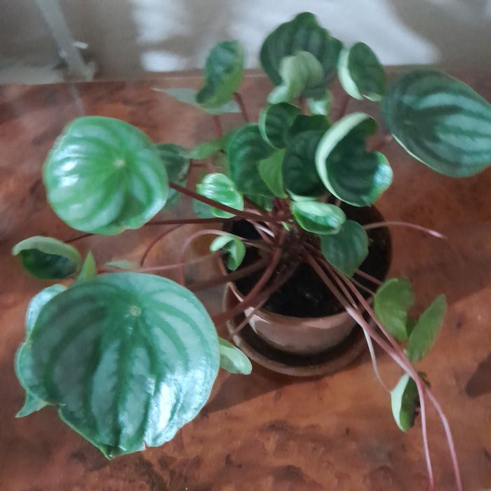 Пеперомия арбузная