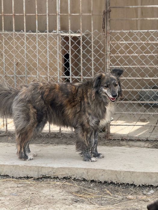 Жақсы күзетші іздейсіз бе? Бізде бар!