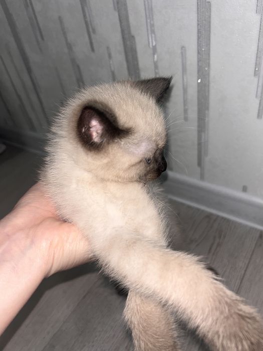 Продам кота мальчик  срочно