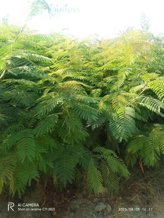 Манзарали кочатмиз сотувда