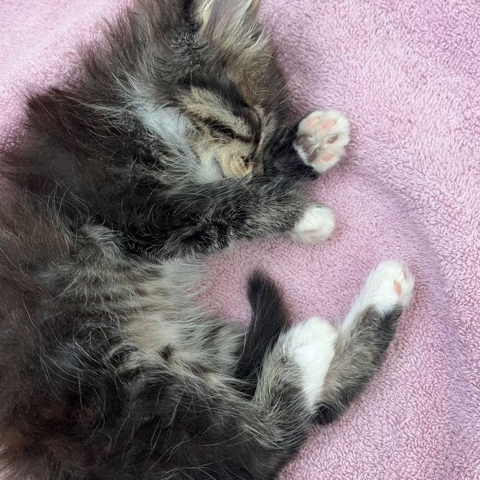 Кошки 2 айлық.