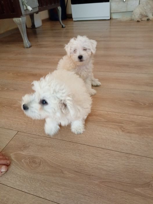 Disponibil cățeluși bichon maltez