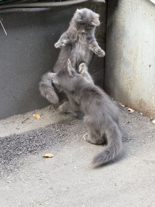 Красивые котята в добрые руки