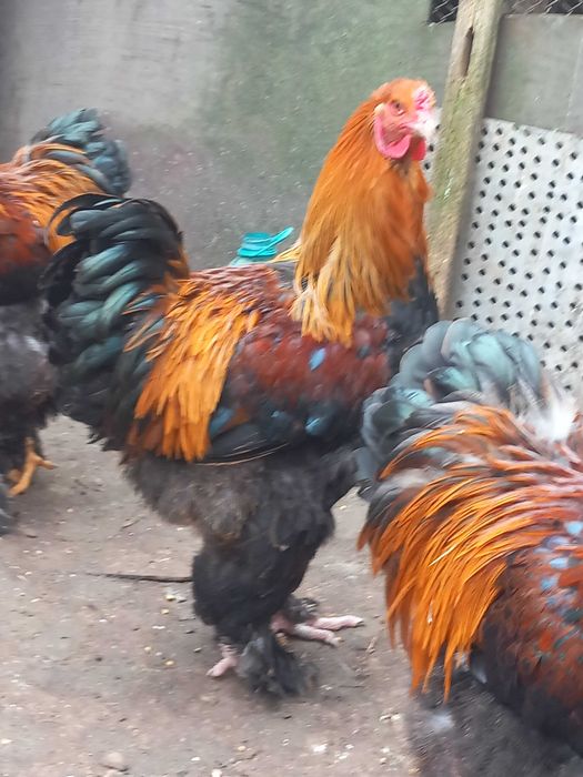 Vand oua gaini Brahma potarnichiu si herminat deschis