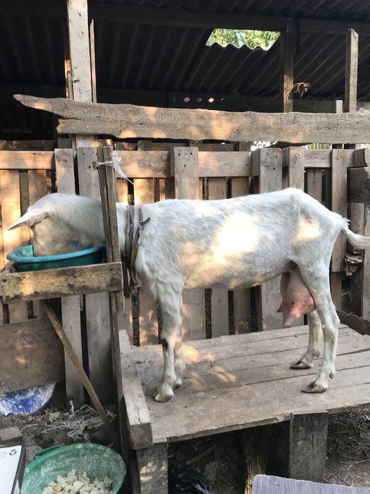 Продам две зааненские молочные козы.