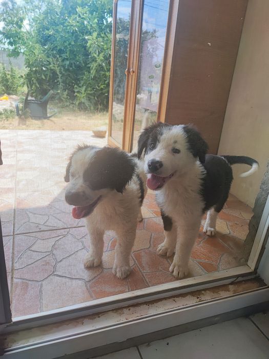 Cățeluși dați la adoptie