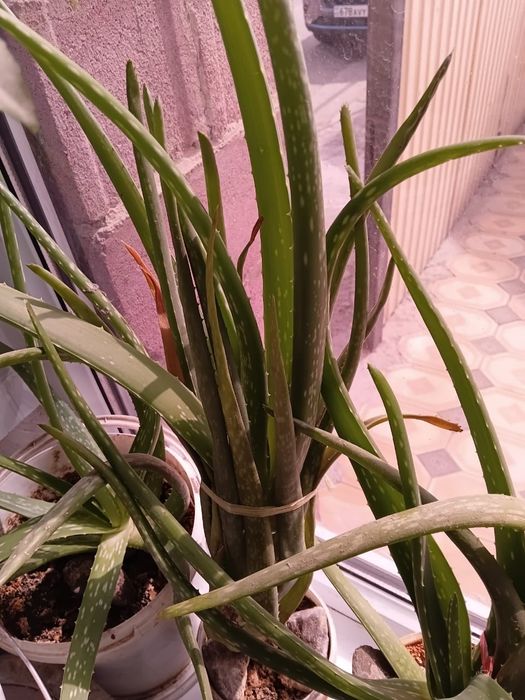 Лечебный алоэ сатылады