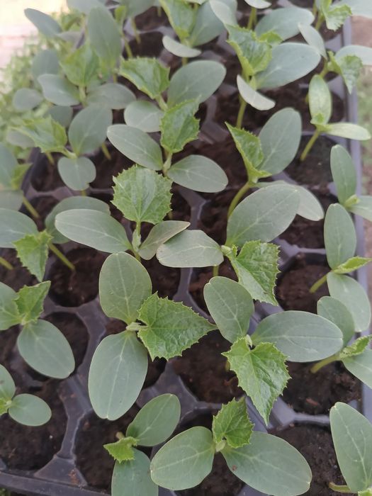 Răsaduri profesionale de legume