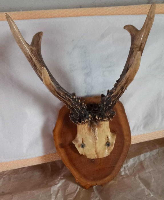 Trofee, decoratiuni decor sculptate cu coarne caprior