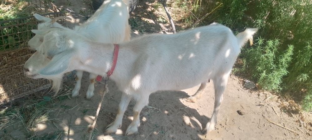 ona bola echki sotiladi sut yoʻnalishidagi