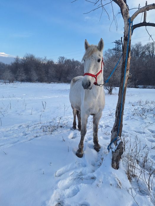 Продам кабылу Российскую