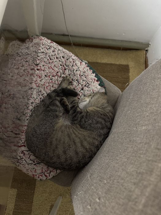 котята 3-4 месяца