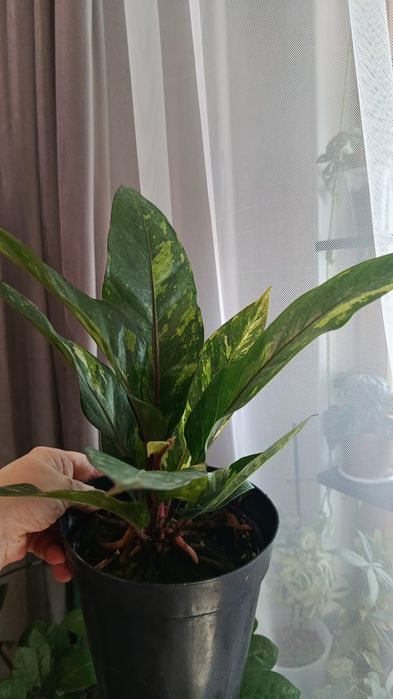 Продам комнатные цветы