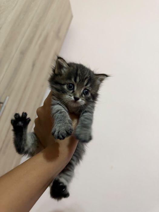 Продаются породистые котята.
