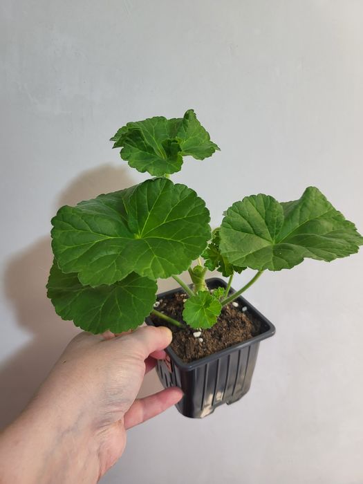 Пеларгония сортовая