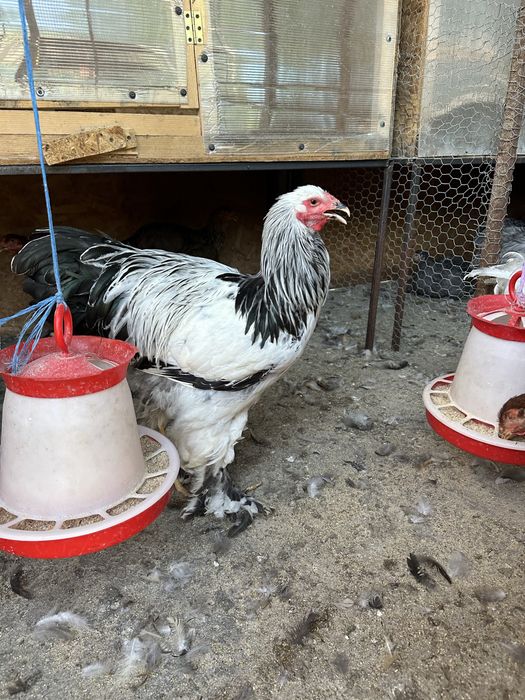 Disponibili cocosi brahma herminat deschis