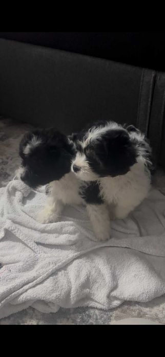 Donez catelusi de talie mica