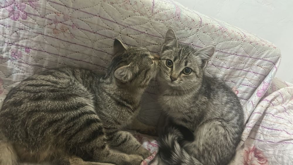 Отдам котенка в добрые руки