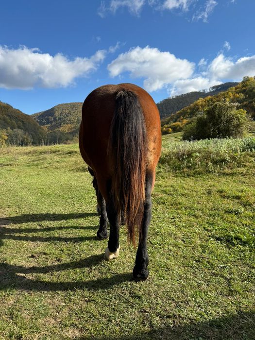 Vând o mânză 1 an jumate