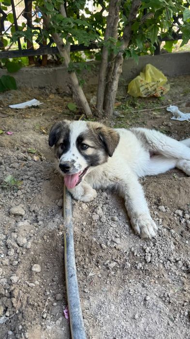 Отдаётся Собака в добрые руки