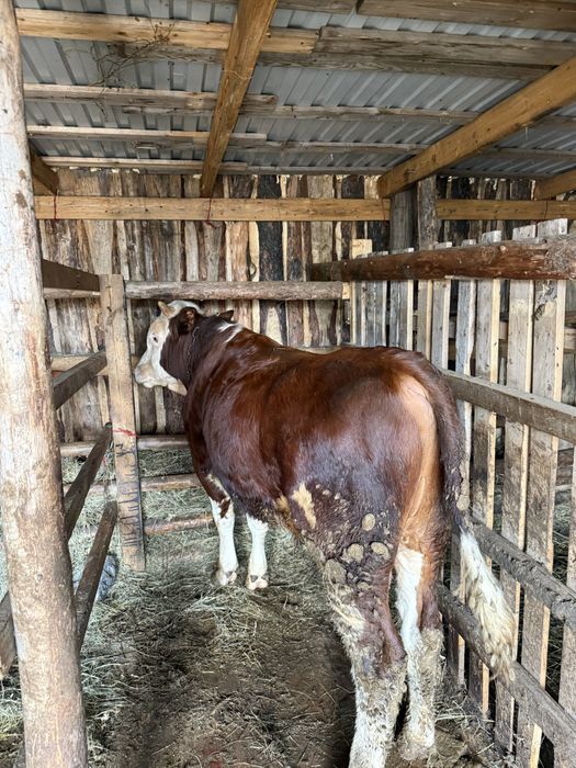 Продам откорм быка и телку