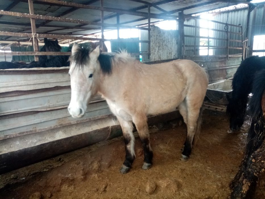 5жасар семиз бие сатылады