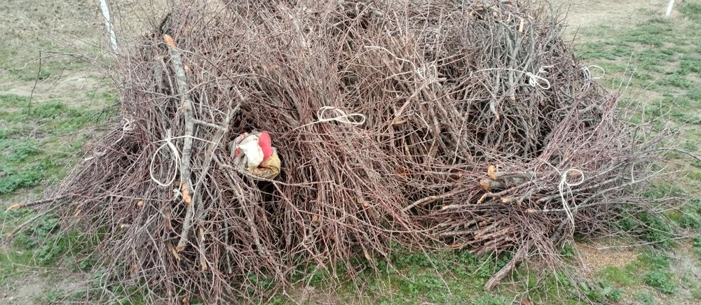 Урик шохалари богланган