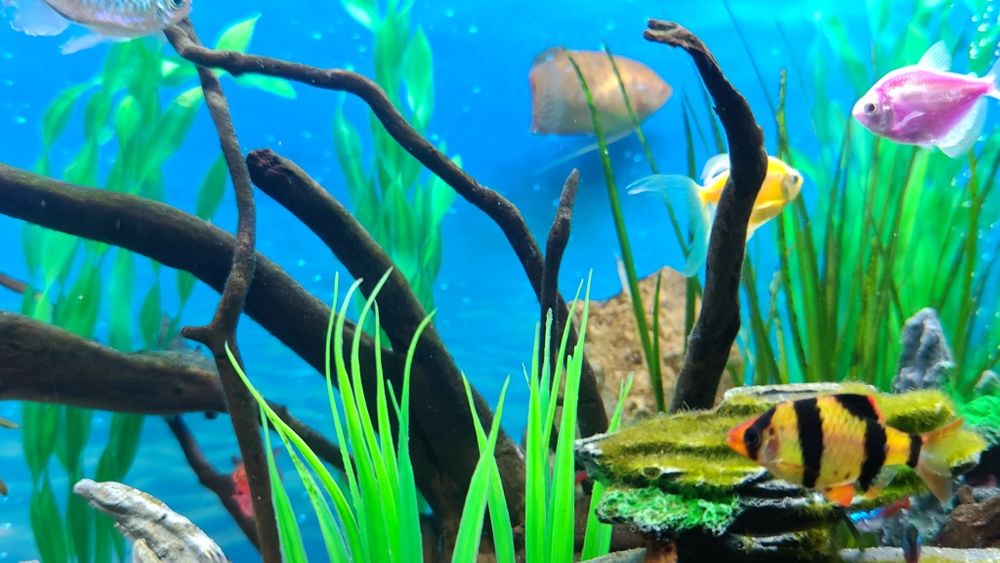 Pesti exotici de acvariu gurami/gourami si puntigrus tetrazona