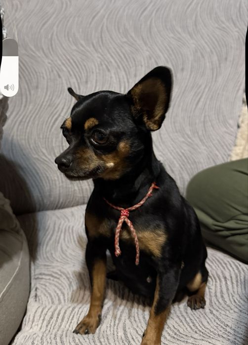 4 Мини-пинчерчета