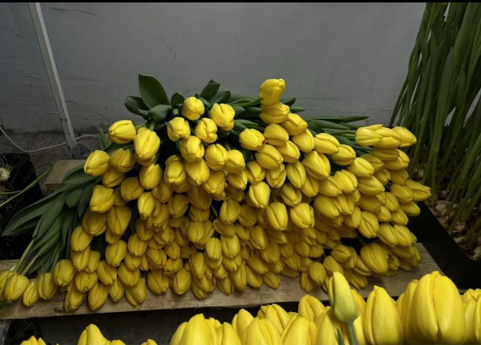 Тюльпаны с теплицы