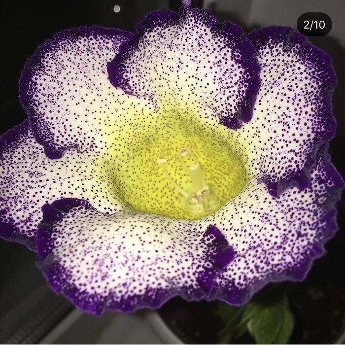 Продам глоксинии