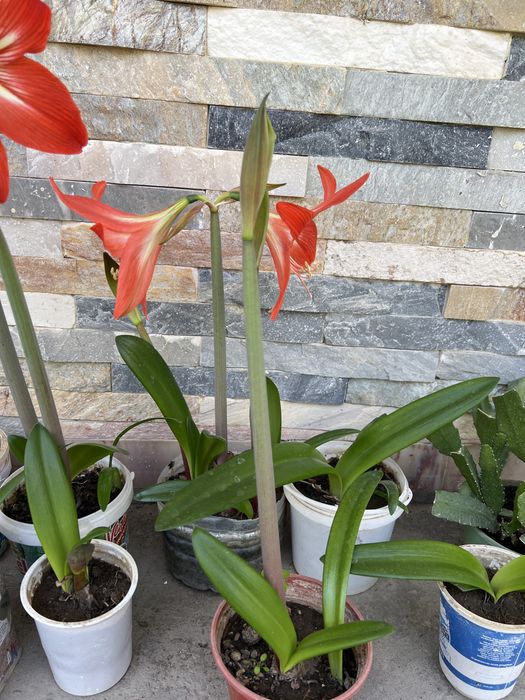 Амаралис гуллари. Цветы комнатные