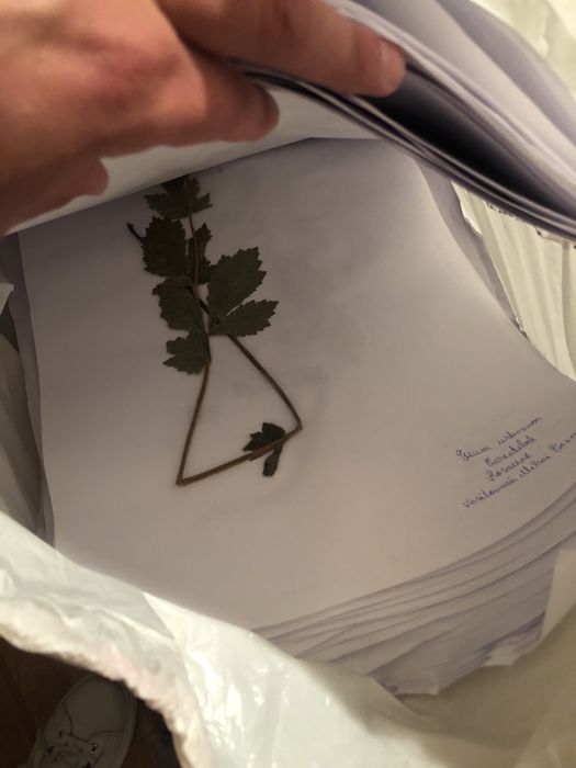 Ierbar 100 de plante