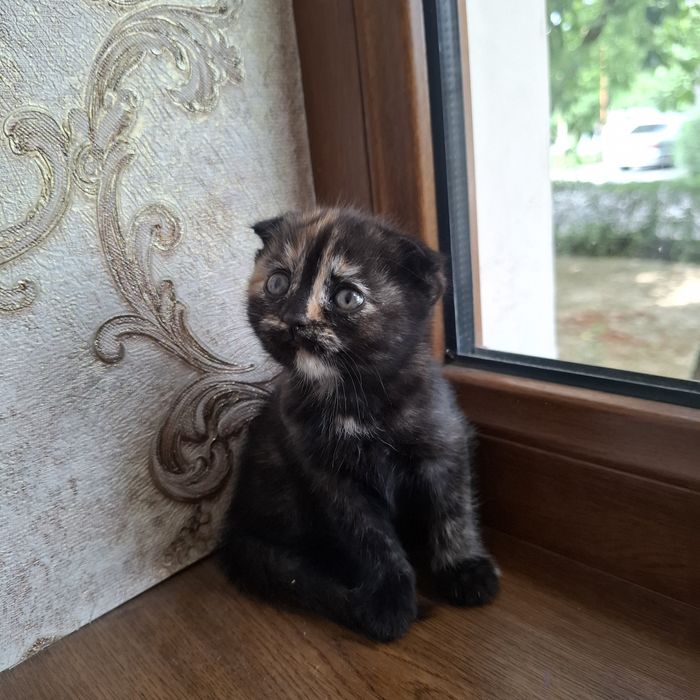 Shotlandskaya koshka