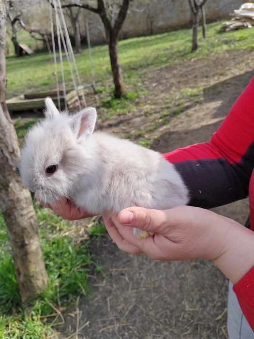 Iepurași cap de leu