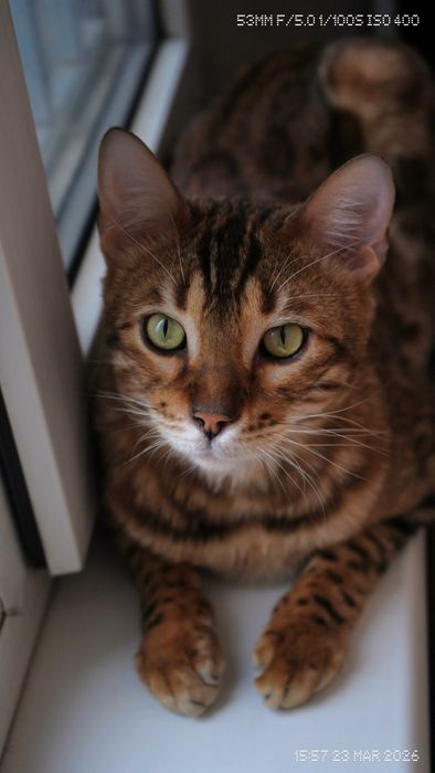 Бенгальская кошка