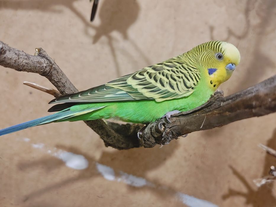 Продам Попугаев Волнистые