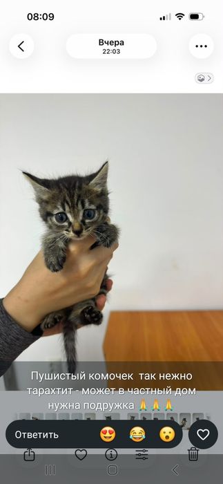 Милые кошечки в добрые руки