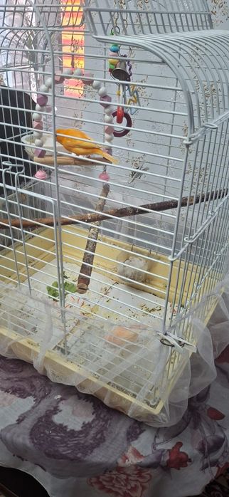 Поющие конарейки семья