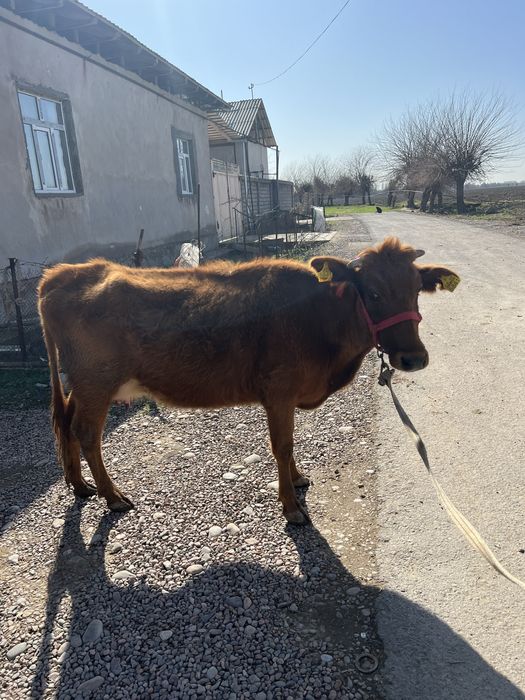 Ona bola sigir bolasi urgʻochi 20 mln kami bor