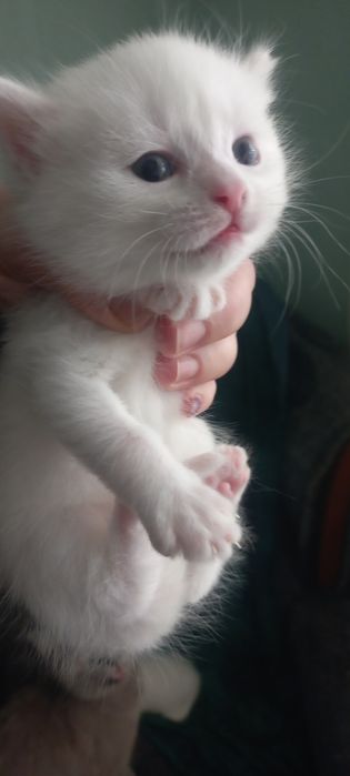 Продаётся котенок девочка