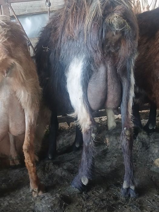 Capre de vânzare pe ales