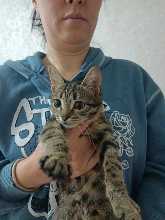 Отдам котенка девочка 4 месяца