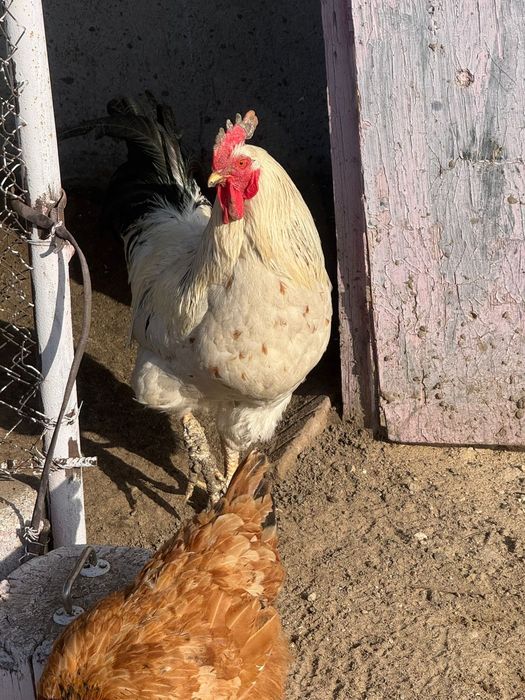 Әтештер  сатылады