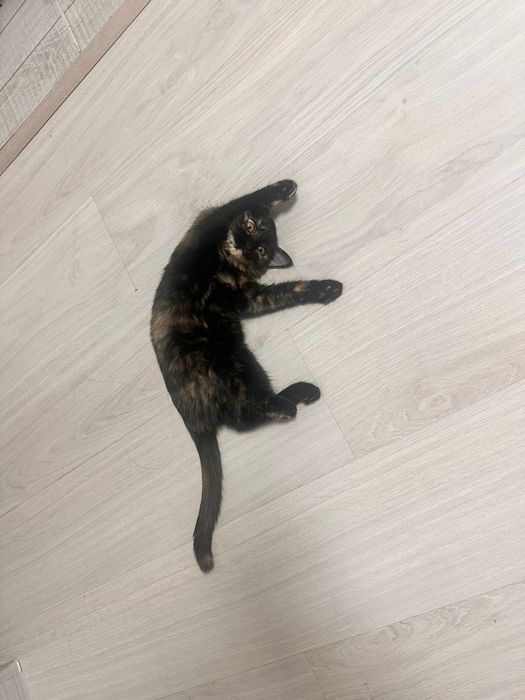 Отдам котенка в добрые руки