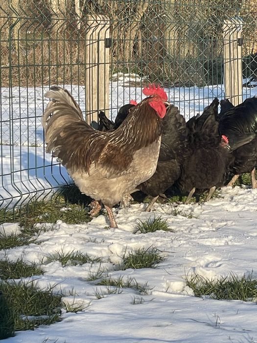 Пресни Домашни Яйца