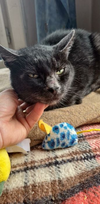 Silvia pisica transilvăneanca spre adoptie