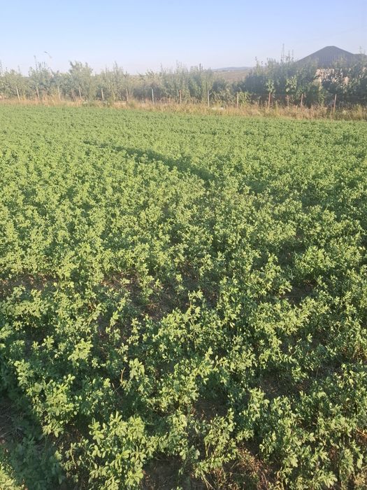 Vând teren intravilan în curtesti