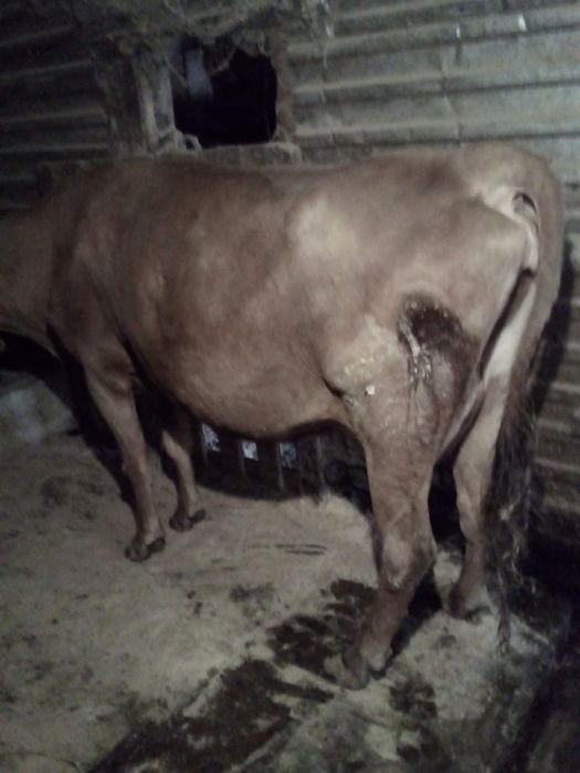 Продам корову с быком, срочно