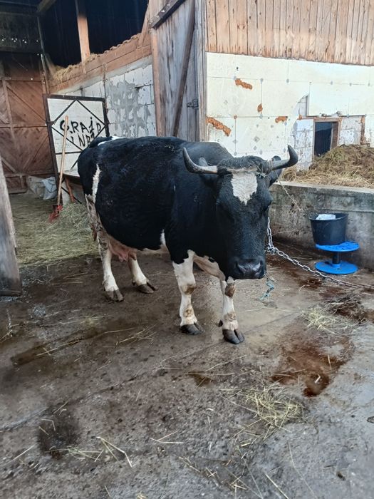 Vând 2 vaci gestante in luna A9